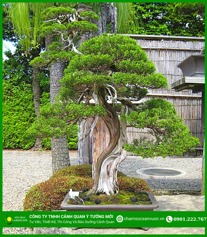 Cây Sang Bonsai - Đặc Điểm, Chăm Sóc và Mua Bán Tại Vườn Tinh Mộc